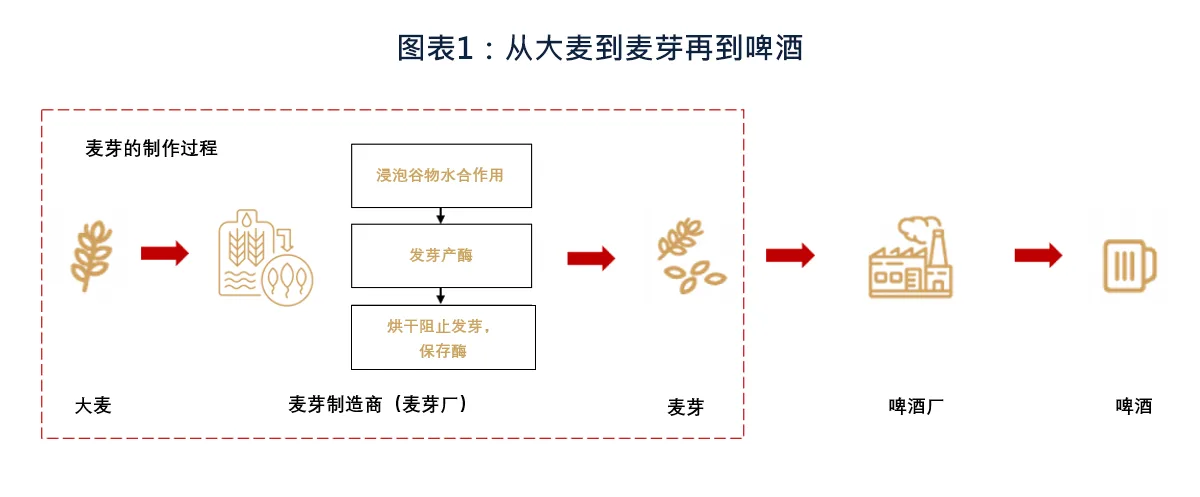 从大麦到麦芽再到啤酒